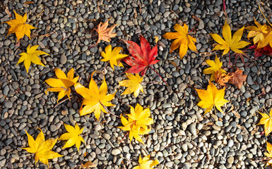 Falling red and yellow maple leaves covering the gravel ground in the park at autumn season