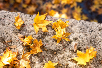 Yellow maple leaves falling on the ground in autumn season, copy space