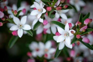 Philotheca myoporoides or Long Leaf Wax Flower