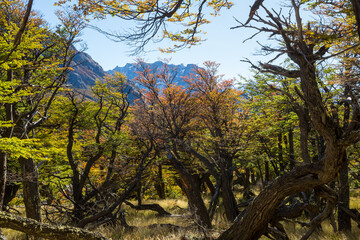 Autumn forest