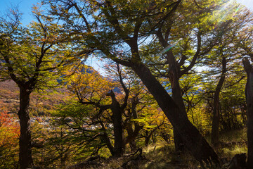 Obraz premium Autumn forest