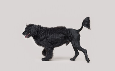 Portrait of a beautiful Cao de Agua dog breed, side view
