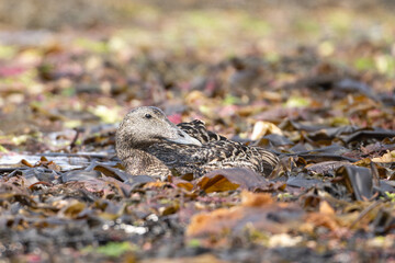 Common eider, St. Cuthbert's duck, Cuddy's duck - Somateria mollissima female swimming in water in seaweeds. Photo taken close to Garður Old Lighthouse in Iceland.