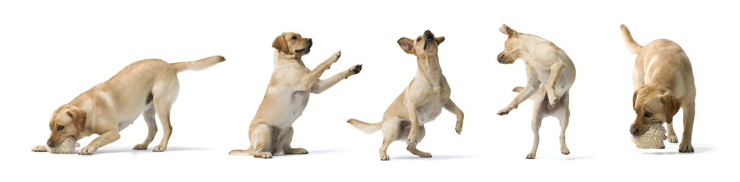 Collage with photos of Dogs Labrador Retriever on white background.