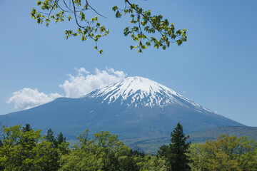 色が綺麗な新緑の木と富士山