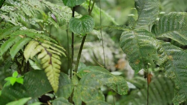 Hojas comidas por los insictos en el bosque tropical