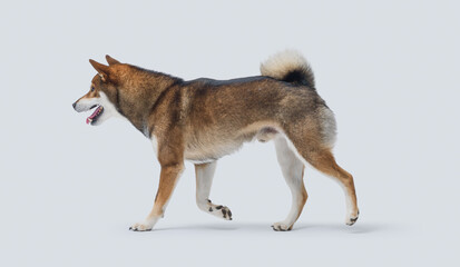 Shiba Inu dog breed, side view portrait