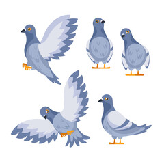Set of pigeons standing and flying with spread wings