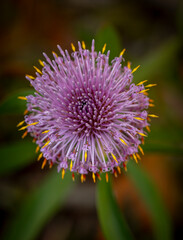 Pink Persoonia probumbens