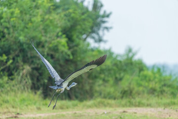 Black headed heron (Ardea melanocephala)