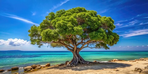Serene fig tree stands tall on sun-kissed Fig Tree Beach in Cyprus, its twisted branches stretching towards turquoise waters and endless blue skies.