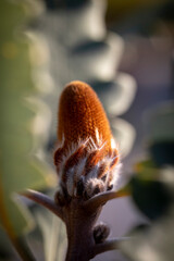 Banksia - Plants of the Australian National Botanic Gardens