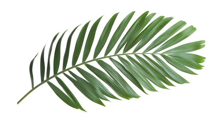 tropical palm leaf isolated on white background