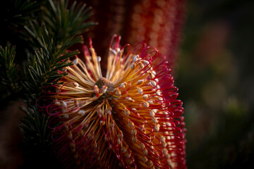 Banksia - Plants of the Australian National Botanic Gardens