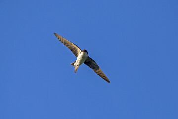 Swallow flying in the blue sky. Common house martin (Delichon urbicum).
