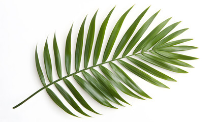 Single tropical palm leaf isolated on white background	