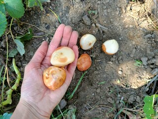 Fototapeta premium Cebulki tulipanów na dłoni do wysadzania jesienią