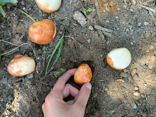 Obraz premium Cebulki tulipanów na dłoni do wysadzania jesienią