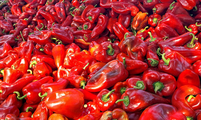 Red Paprika in a pile; Freshly picked red peppers