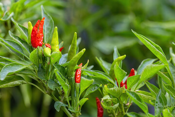 Green and red peppers in the field.