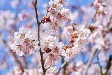 cherry tree blossom