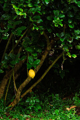 Growing lemon tree in farm