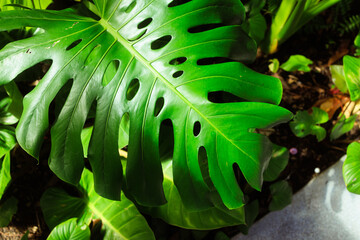 Big green tropical leaves for background