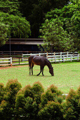 Brown horse in farm with rural scene