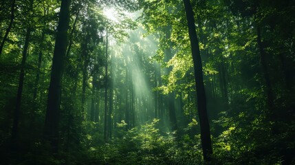 Fototapeta premium Sunlight filters through the lush green canopy of a dense forest, creating a serene and captivating natural scene.