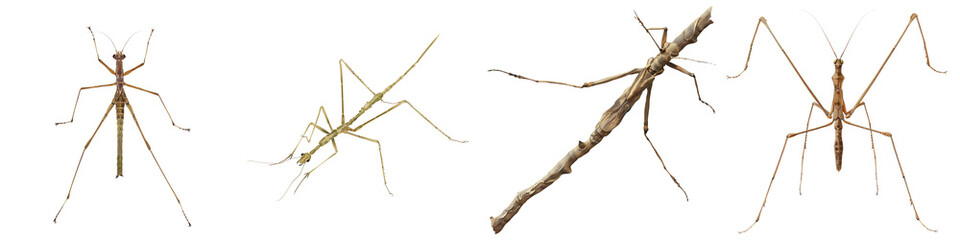 A detailed illustration of stick insects showcasing their unique shapes and textures in a natural setting.