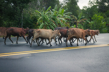 Herd of Zebu cows running across road in Phu Quoc, Vietnam, Asia with rainforest in the background