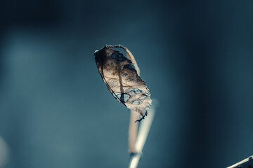 Macro close-up photo of an old tree leaf with the sun shining on it, on a blue blurred background.