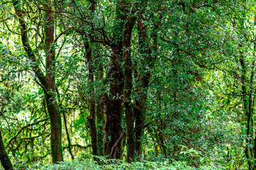 Fototapeta premium Close-up natural background of the forest atmosphere on top of Doi Inthanon in Chiang Mai, which is the highest and coldest area in Thailand. Tourists always like to come to see nature.