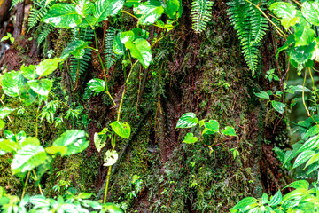Close-up natural background of the forest atmosphere on top of Doi Inthanon in Chiang Mai, which is the highest and coldest area in Thailand. Tourists always like to come to see nature.