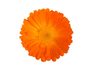 オレンジ色のキンセンカの花