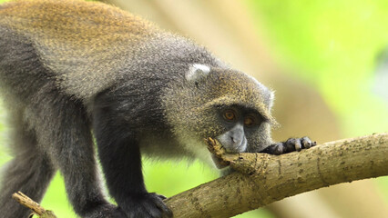 tailed lemur © mxxiimk
