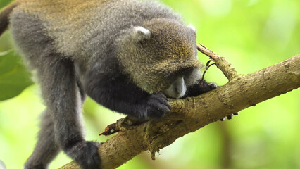 lemur © mxxiimk