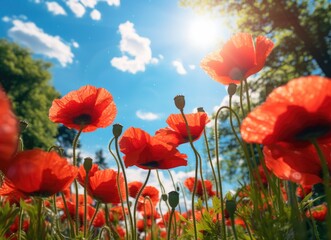 Fototapeta premium Red poppy garden with trees under summer sky