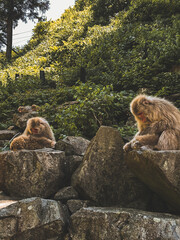 Snow monkeys in Nagano Japan