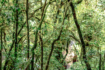 Close-up natural background of the forest atmosphere on top of Doi Inthanon in Chiang Mai, which is the highest and coldest area in Thailand. Tourists always like to come to see nature.