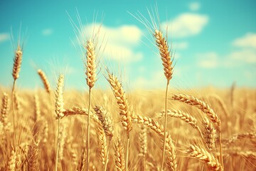 Golden Wheat Field Under a Bright Blue Sky
