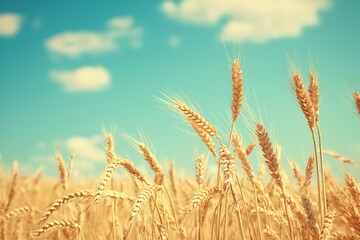 Fototapeta premium Golden Wheat Fields Under a Blue Sky with Gentle Clouds