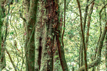 Obraz premium Close-up natural background of the forest atmosphere on top of Doi Inthanon in Chiang Mai, which is the highest and coldest area in Thailand. Tourists always like to come to see nature.