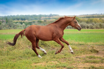Obraz premium Brown horse gallops with unbridled energy across green field, embodying spirit of freedom. Vibrant landscape accentuates graceful movement of horse 