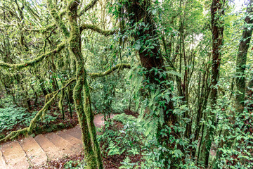 Close-up natural background of the forest atmosphere on top of Doi Inthanon in Chiang Mai, which is the highest and coldest area in Thailand. Tourists always like to come to see nature.