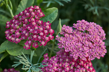 Yarrow blooms in the garden. Common yarrow (lat. Achillea millefolium) is a perennial herbaceous...