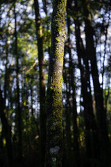 Tree branch with green moss on it.