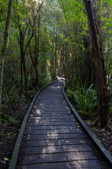 Wooden walkway into the forest walk.