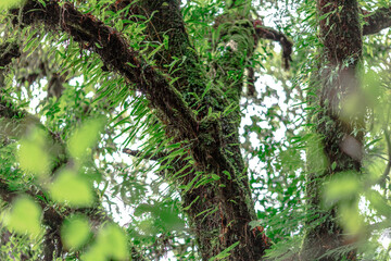 Close-up natural background of the forest atmosphere on top of Doi Inthanon in Chiang Mai, which is the highest and coldest area in Thailand. Tourists always like to come to see nature.