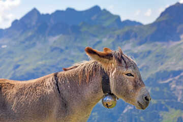 Esel - Alpen - Hausesel - Berge